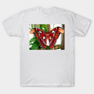Red Giant Prometheus Moth T-Shirt